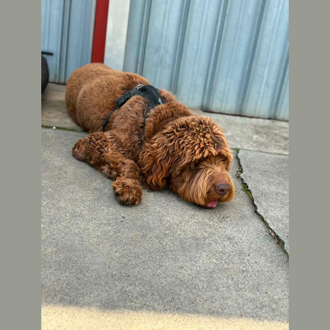 Photo of Milo