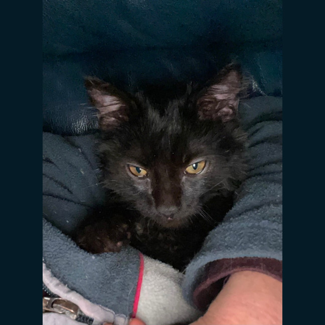 Photo of Smudge