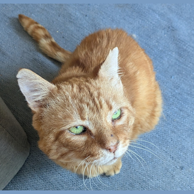 Photo of Sir Loin
