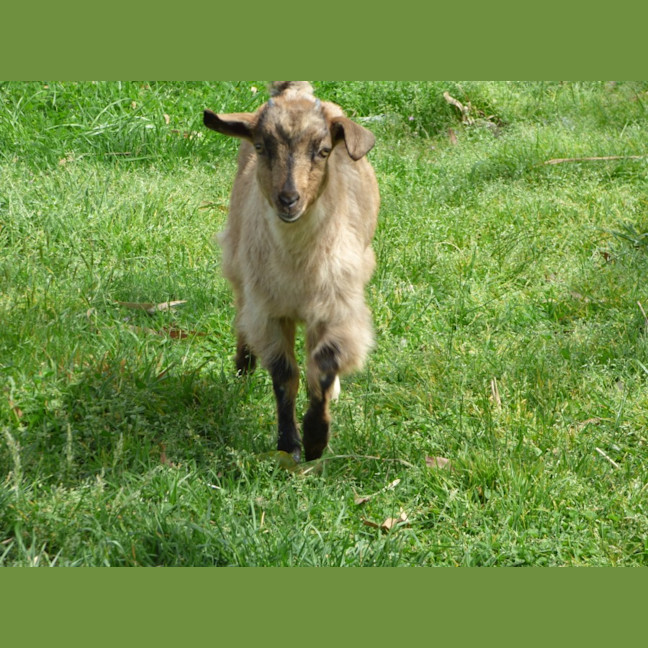 Photo of Cappuccino/Nessi 