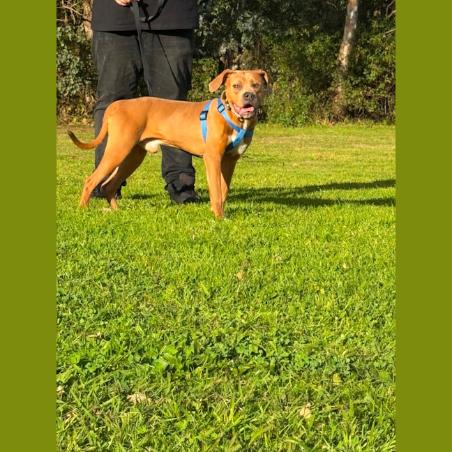 Photo of Oak