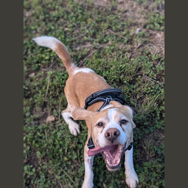 Photo of Benji