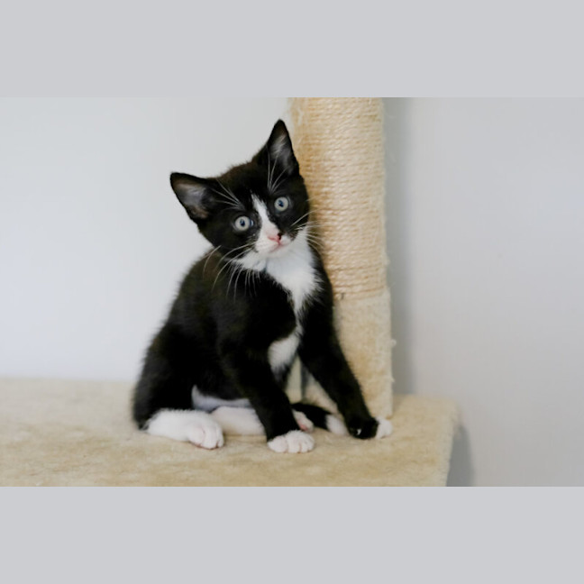 Photo of Domino