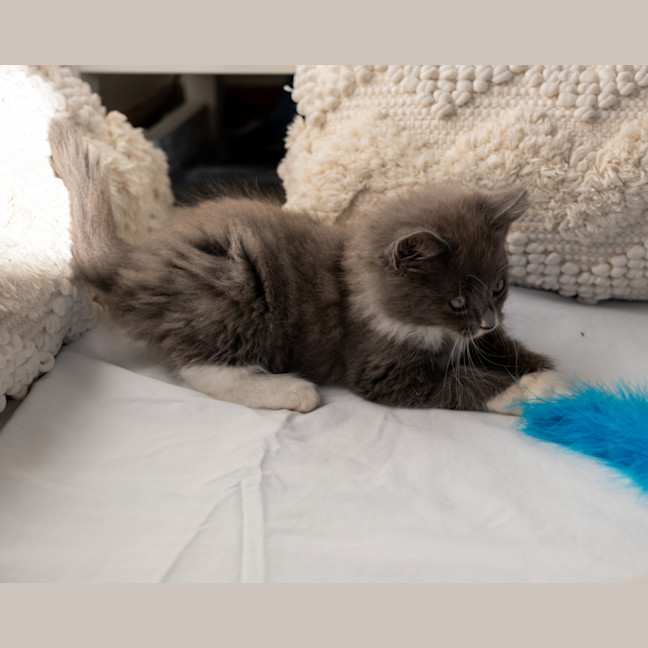 Photo of Bluey