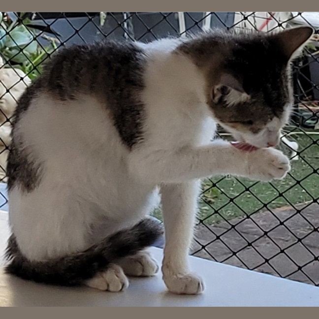 Photo of Patch