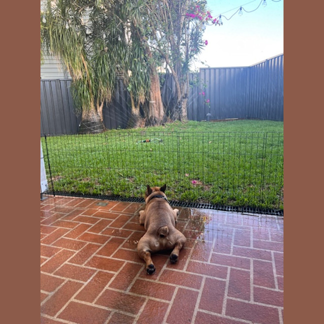 Photo of Buckley   3 Year Old French Bulldog