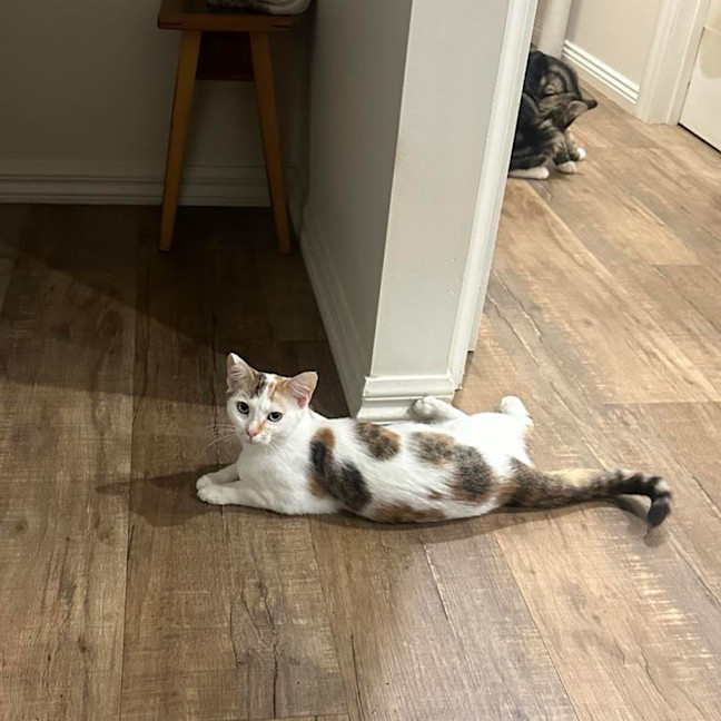 Photo of Xena