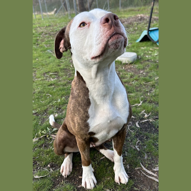 Photo of Ruby