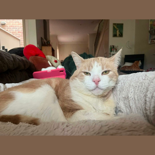 Photo of Trevor   In Foster In Flemington