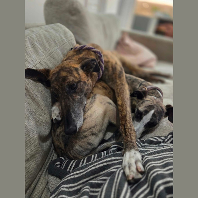 Photo of Ruby, The Greyhound