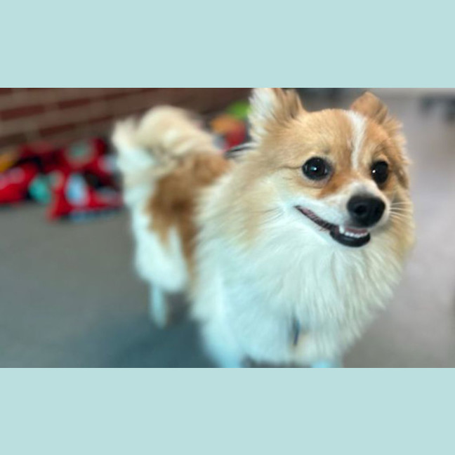 Photo of Marbles