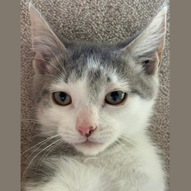 Photo of Memphis