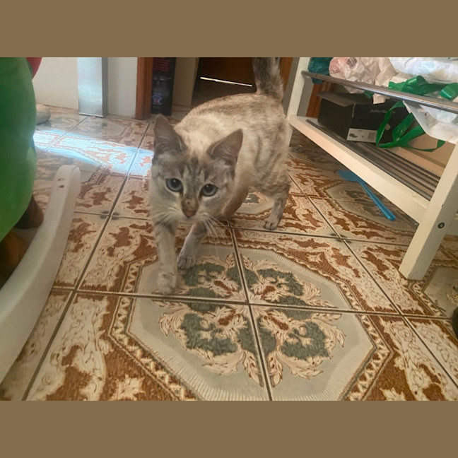 Photo of Puss Puss