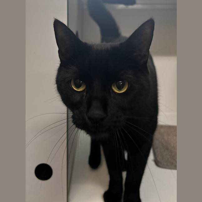 Photo of Inky