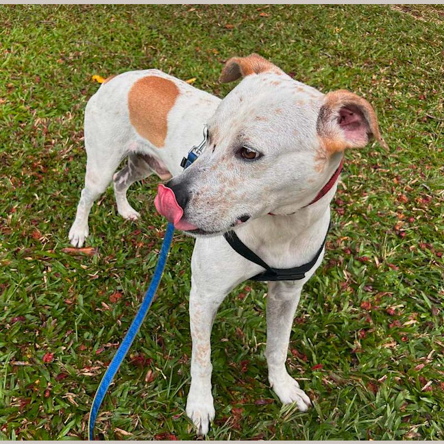 Photo of Snickers