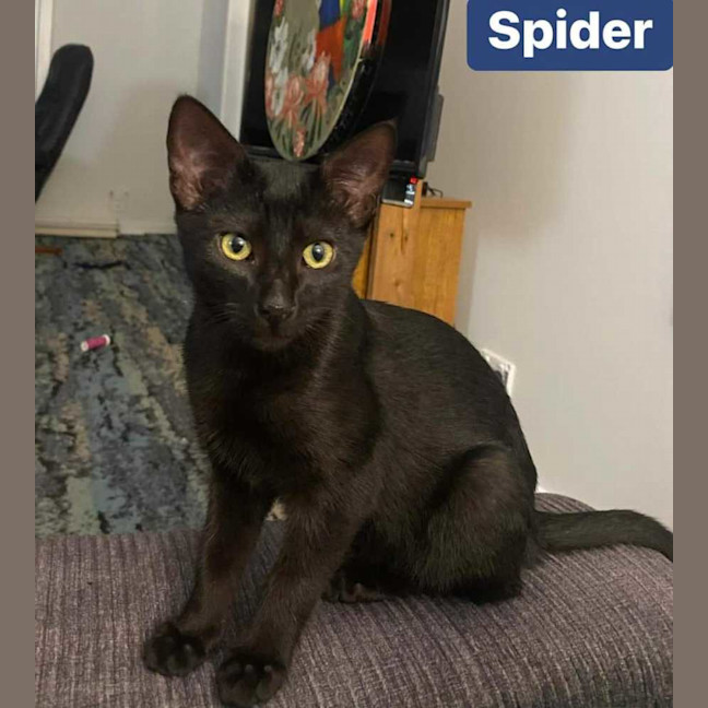 Photo of Spider