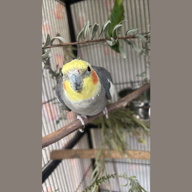 Photo of Charlie