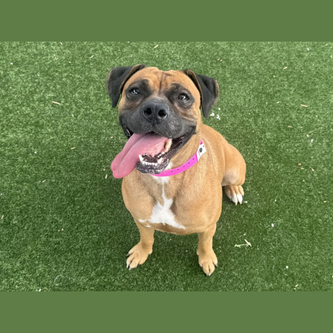 Photo of Brookie Imp 2657