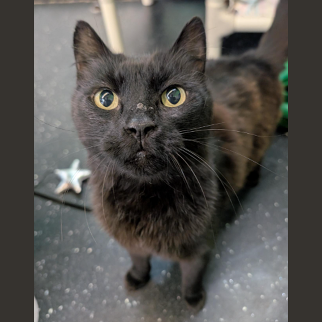 Photo of Torta Ahogada