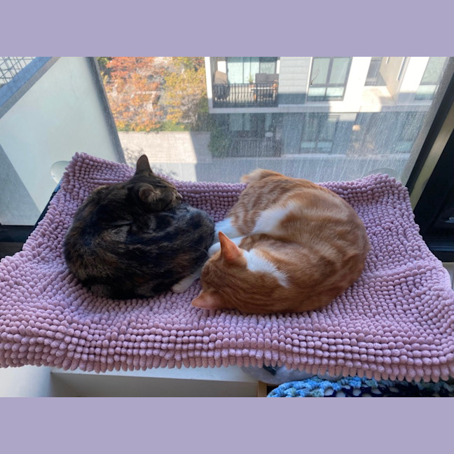 Photo of Caitlyn **2nd Chance Cat Rescue**