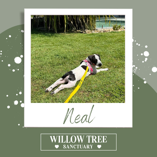 Photo of Neal