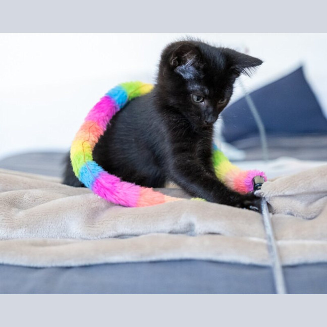 Photo of Dumpling