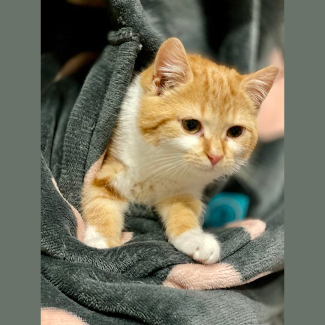 Photo of Saffron **2nd Chance Cat Rescue**