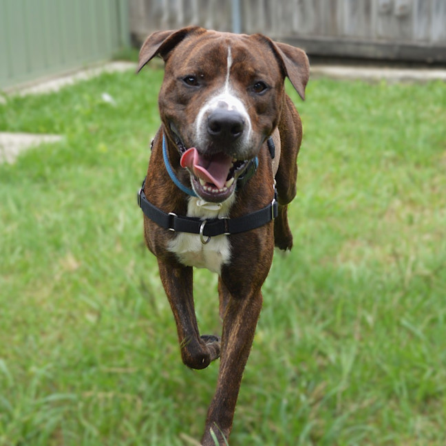 Photo of Moose
