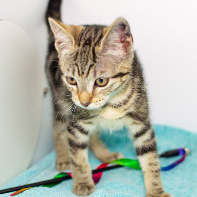 Photo of Cleo (Lucy)