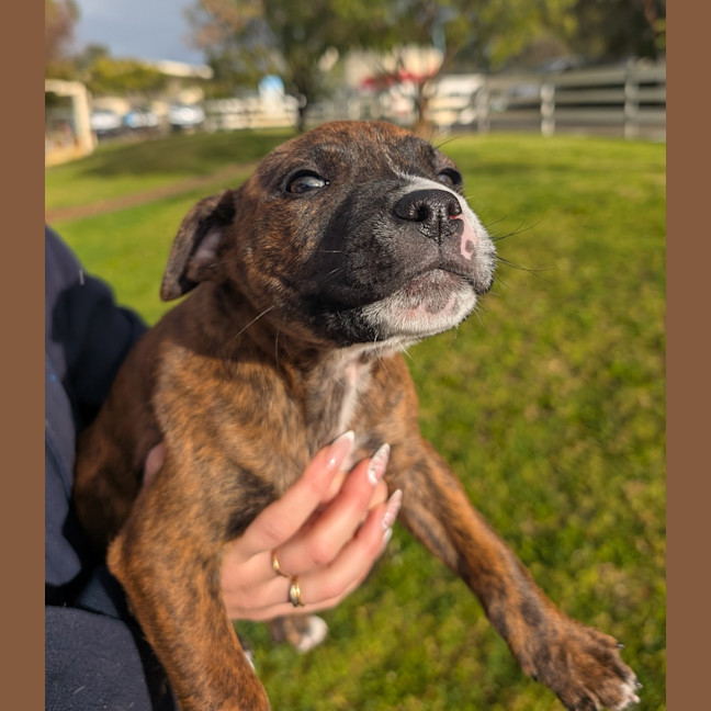 Photo of Dixie Kong