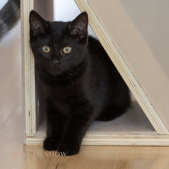 Photo of Onyx