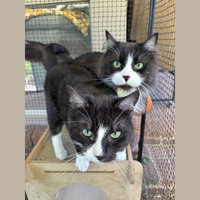 Photo of Gizmo & Mushu