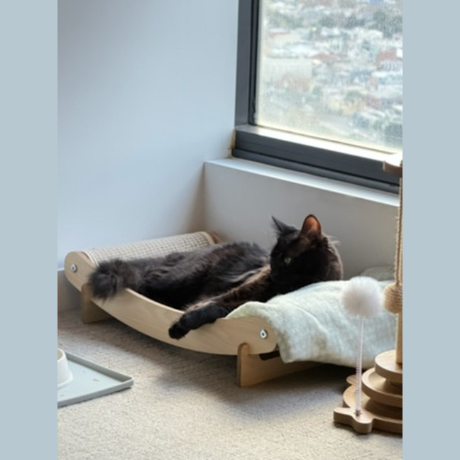 Photo of Spencer *9 Lives Project Rescue*