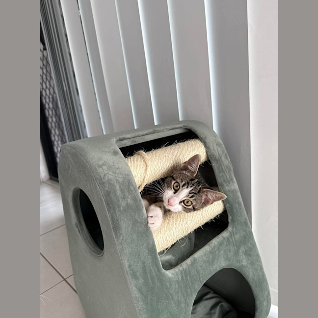 Photo of Gizmo