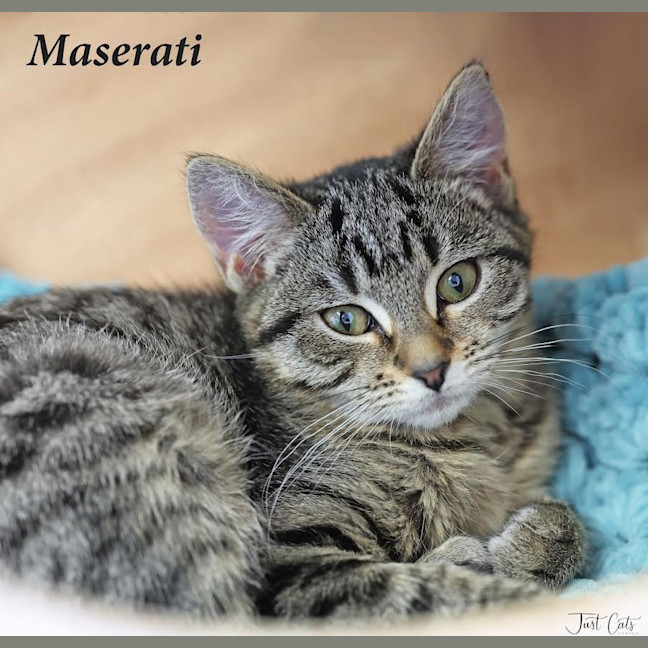 Photo of Maserati