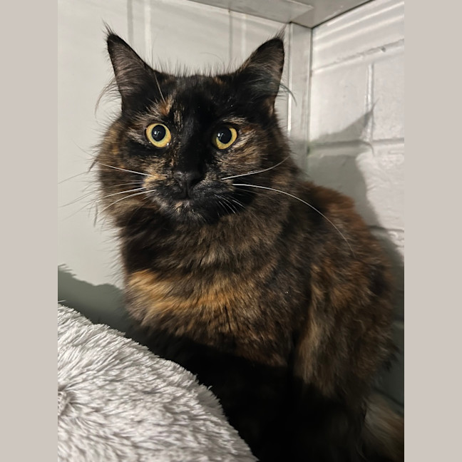 Photo of Zara