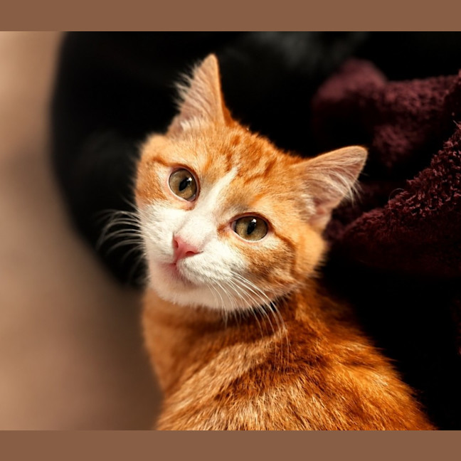 Photo of Garfield