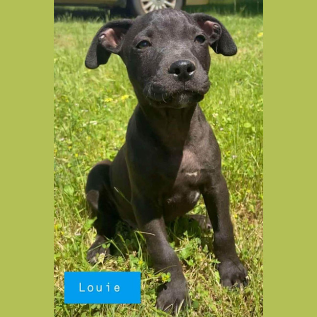 Photo of Louie ~ Staffy X Beagle Puppy