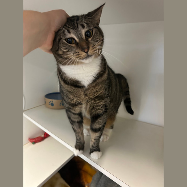Photo of Tabby