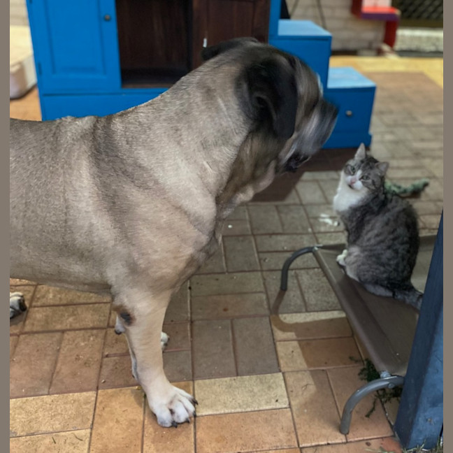 Photo of Bogie *$150 Adoption Fee*