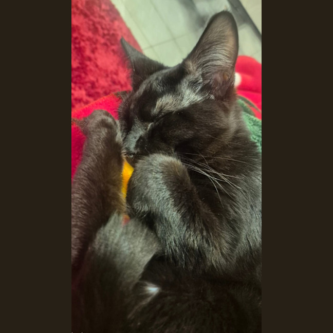 Photo of Titan * 9 Lives Project Rescue*