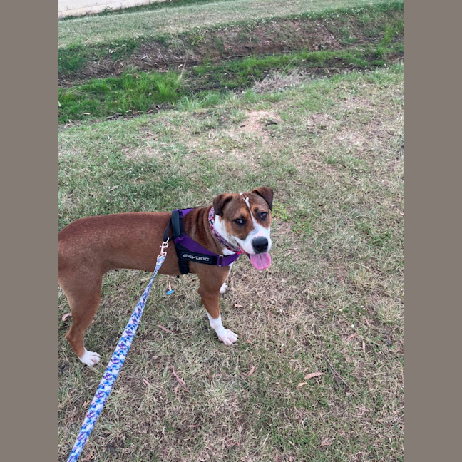 Photo of Sadie 