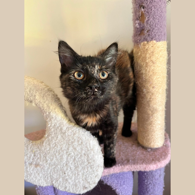 Photo of Suzi *9 Lives Project Rescue*