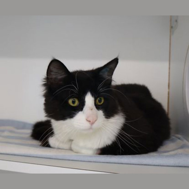 Photo of Moo Moo
