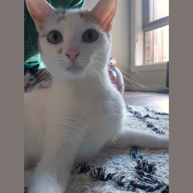 Photo of Mia Meet Me@Petstock Keysborough Store 