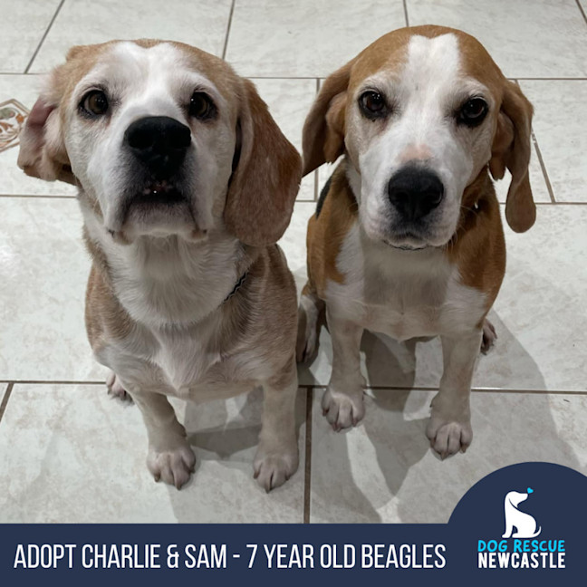 Photo of Charlie & Sam   7 Year Old Beagles