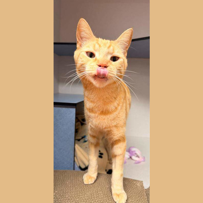 Photo of Cheetoes