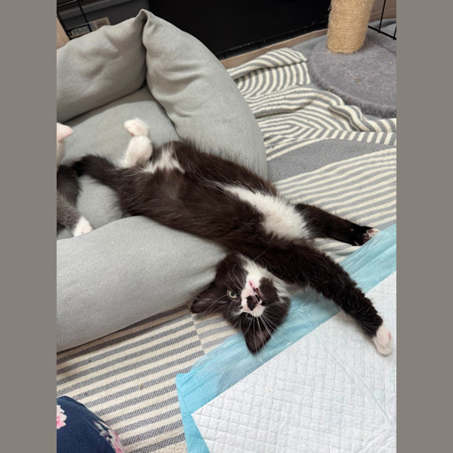Photo of Kit