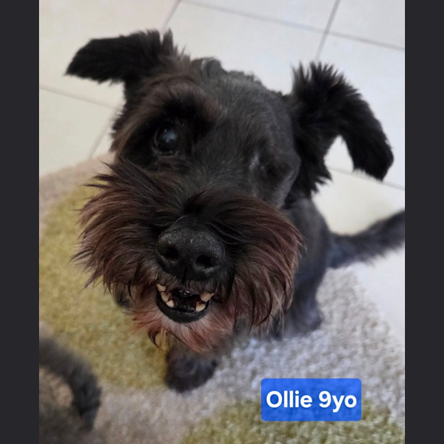 Photo of Ollie