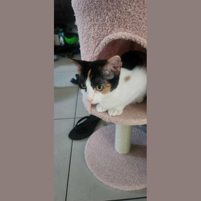 Photo of Calypso 